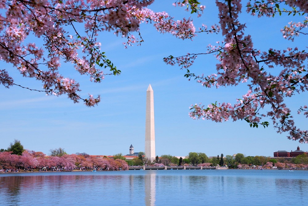 Washington Monument and Cherry Blossom